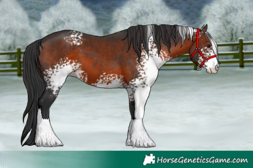 Horse Color:White Spotted Brown Varnish