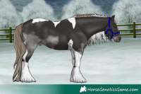 Horse Color:Liver Chestnut Tobiano 