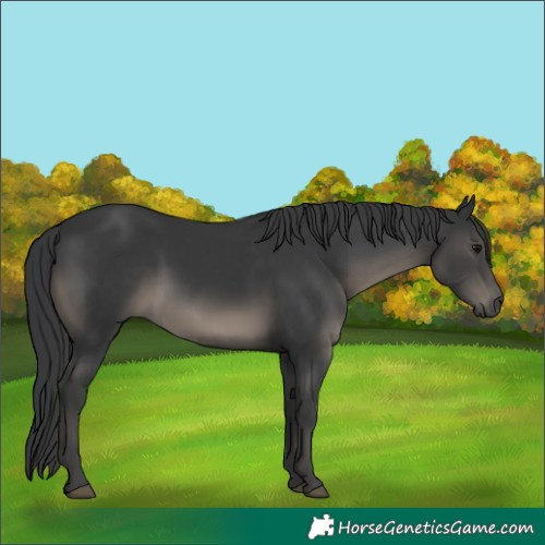Horse Color:Black 