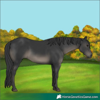 Horse Color:Black 