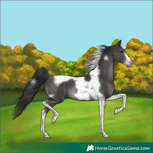 Horse Color:Black Tobiano Frame Rabicano 