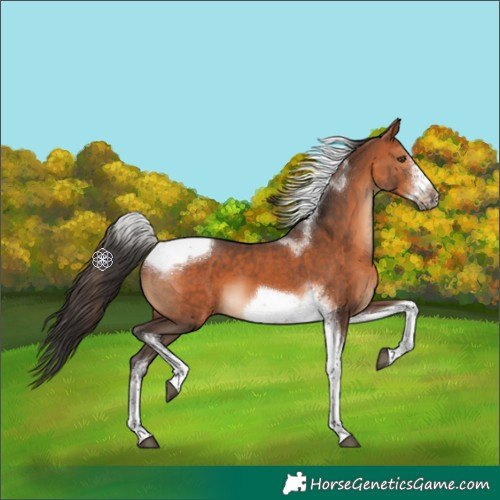 Horse Color:Bay Tobiano Frame 