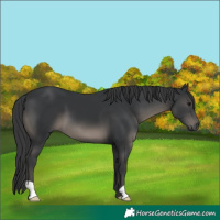 Horse Color:Black 