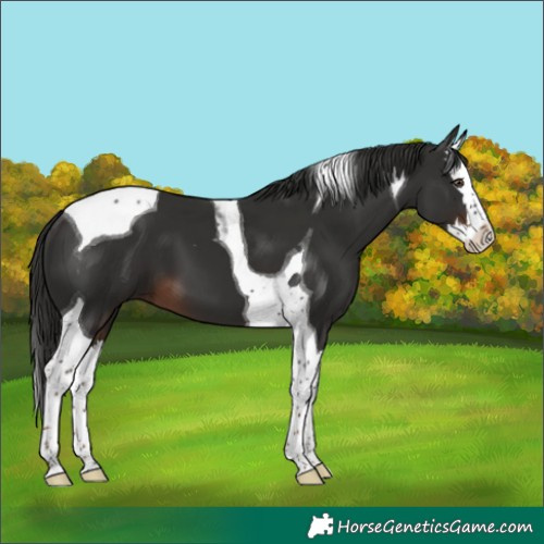 Horse Color:Liver Chestnut Splash Tobiano 