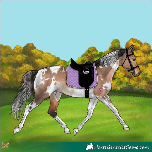 Horse Color:White Spotted Bay Dun Tobiano 