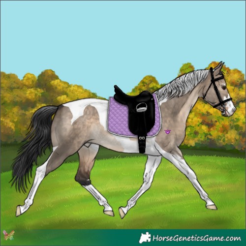 Horse Color:Brown Dun Tobiano 