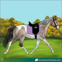 Horse Color:Brown Dun Tobiano