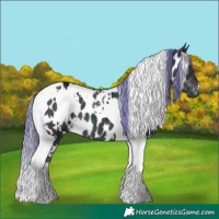 Horse Color:Watercolor White Spotted Midnight Brown Ice Tobiano Appaloosa 