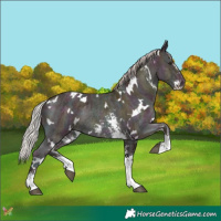 Horse Color:White Spotted Midnight Chocolate Silver Brown Ice Dun Sabino Rabicano 