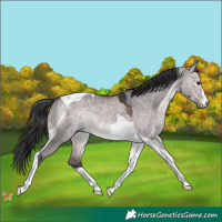 Horse Color:Platinum Bay Dun Tobiano 