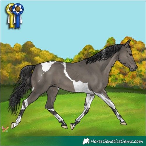 Horse Color:Grullo Tobiano 