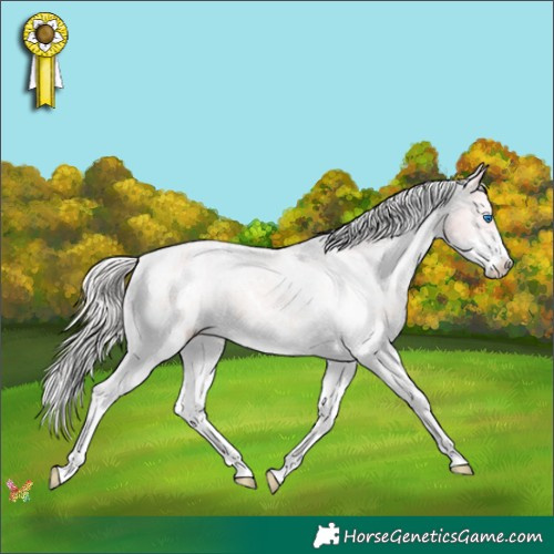 Horse Color:Watercolor White Spotted Silver Sable Champagne Splash Appaloosa 