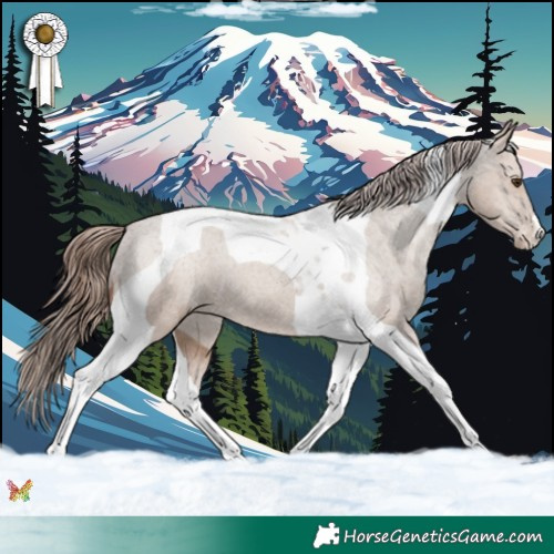 Horse Color:Classic Champagne Tobiano Appaloosa 