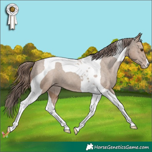 Horse Color:Classic Champagne Tobiano Appaloosa 