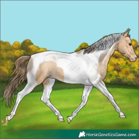 Horse Color:Buckskin Tobiano Appaloosa