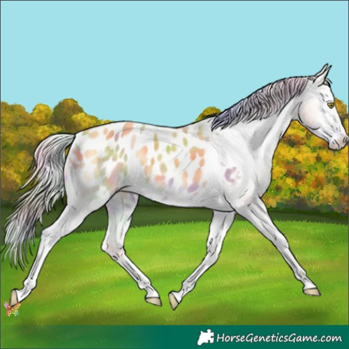 Horse Color:Nacre Silver Amber Cream Champagne Onyx Appaloosa 