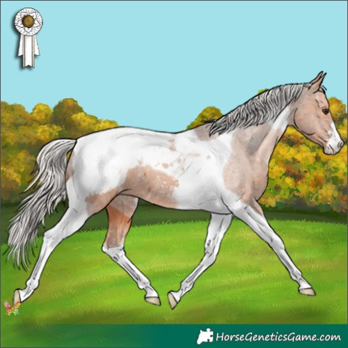 Horse Color:Silver Bay Tobiano Appaloosa 