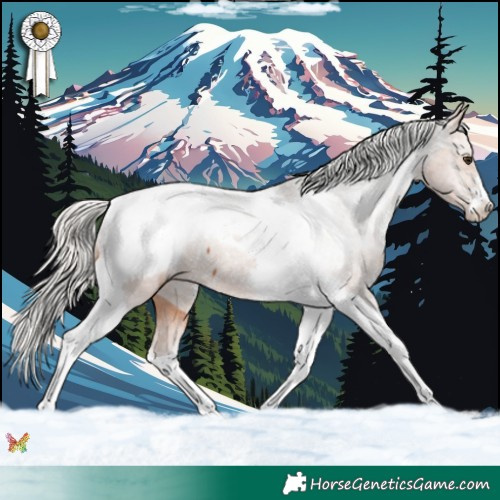 Horse Color:Silver Bay Tobiano Appaloosa 