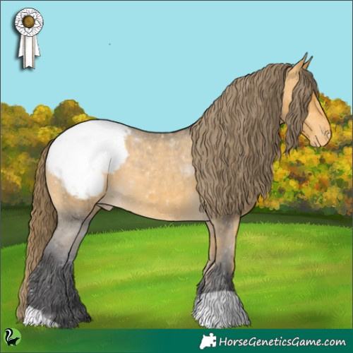 Horse Color:Buckskin Appaloosa 