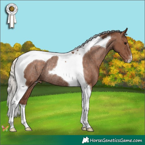 Horse Color:Silver Black Tobiano Appaloosa Rabicano 