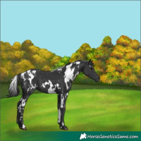 Horse Color:White Spotted Black