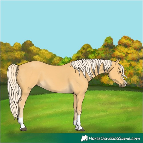 Horse Color:Unknown 