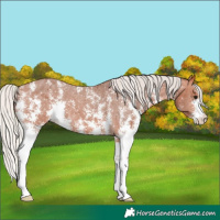 Horse Color:Silver Bay Sabino Appaloosa 