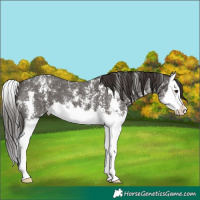 Horse Color:Liver Chestnut Sabino Splash 