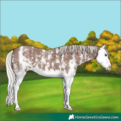Horse Color:Silver Black Sabino Splash 