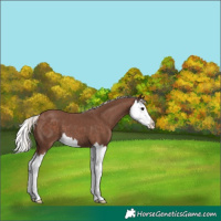 Horse Color:Silver Black Sabino Splash 