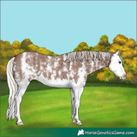 Horse Color:Silver Black Sabino Splash 