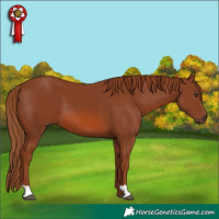 Horse Color:Chestnut 
