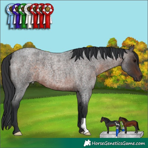 Horse Color:Brown Roan 