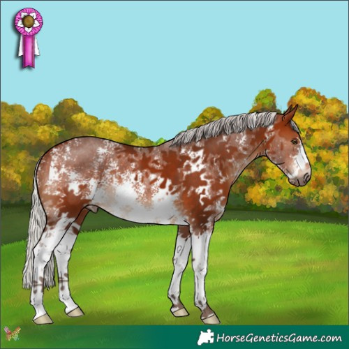 Horse Color:Silver Bay Sabino 