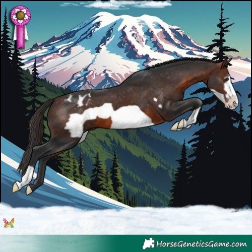 Horse Color:Brown Frame Appaloosa 
