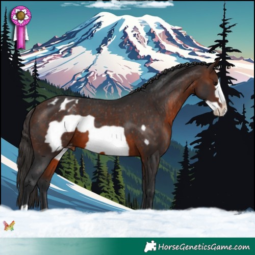Horse Color:Brown Frame Appaloosa 