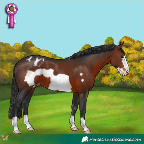 Horse Color:Brown Frame Appaloosa 