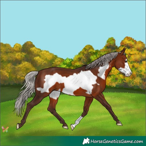 Horse Color:Silver Brown Frame 