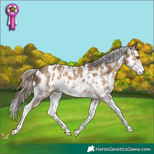 Horse Color:Chocolate Palomino Sabino Appaloosa 