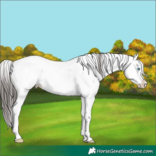 Horse Color:Smoky Black Sabino Splash Appaloosa 