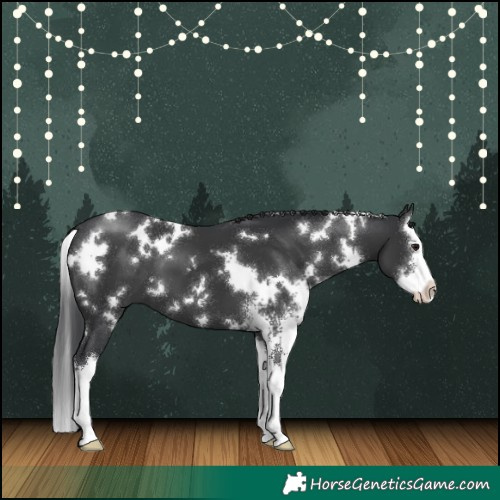 Horse Color:White Spotted Black Sabino Splash