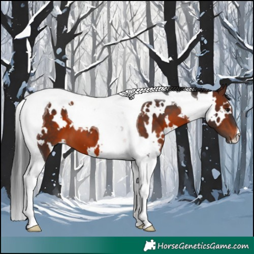Horse Color:White Spotted Brown Tobiano 