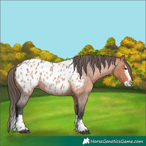 Horse Color:Bay Roan Splash Appaloosa Rabicano 