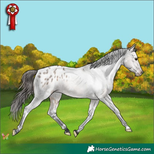 Horse Color:White Spotted Brown Dun Mushroom Appaloosa 