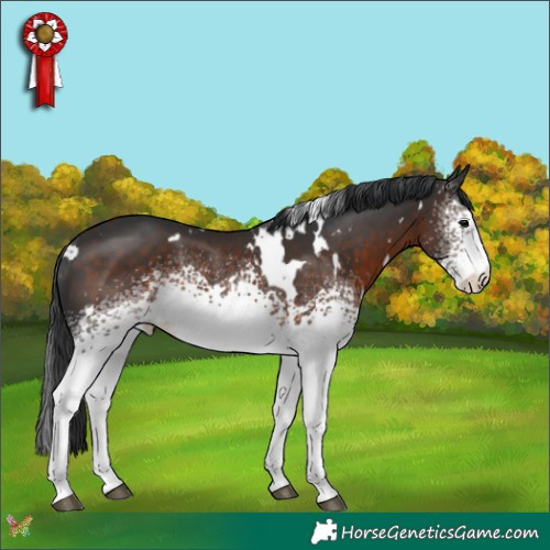 Horse Color:White Spotted Brown Rabicano 