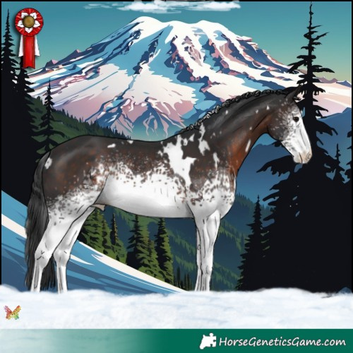 Horse Color:White Spotted Brown Rabicano 