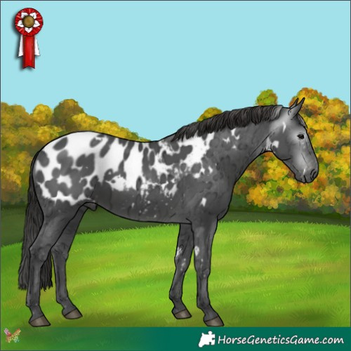 Horse Color:Gray White Spotted Black Ice Appaloosa 
