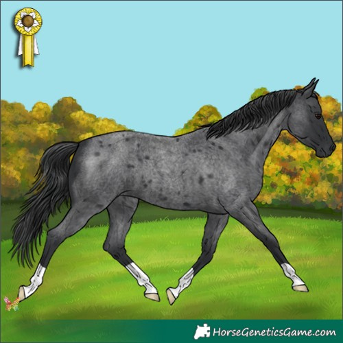 Horse Color:Blue Roan 