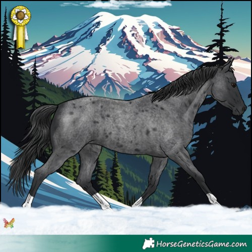 Horse Color:Blue Roan 