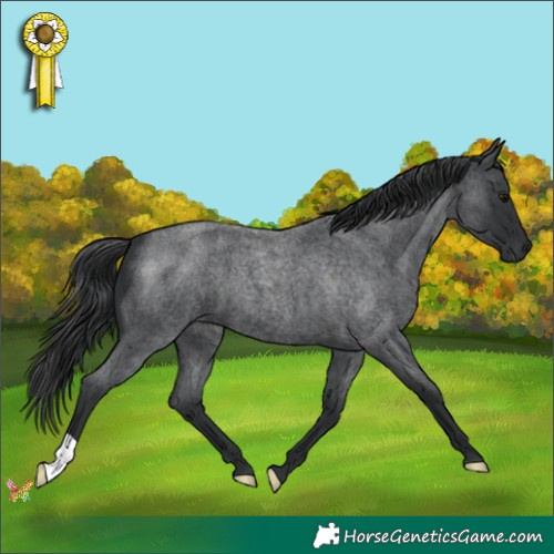 Horse Color:Blue Roan 